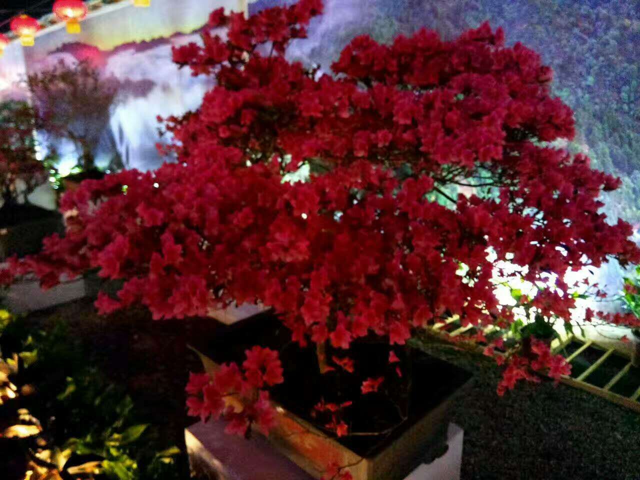 杜鹃花,杜鹃花图片
